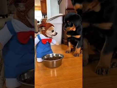 топ 6 приколов с животными 28