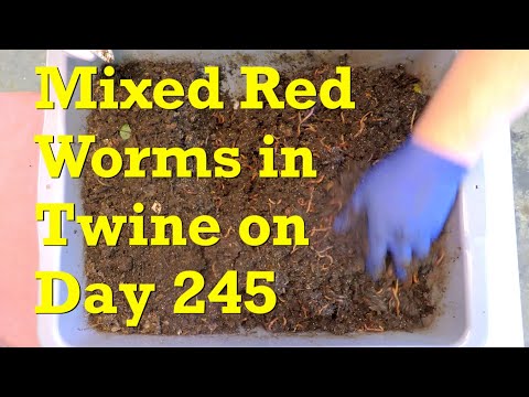 Mixed red worms in twine bedding continue fed foraging in wedge config - vermicompost