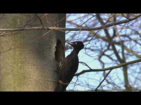 Sielmanns heimische Tiere - Der Schwarzspecht