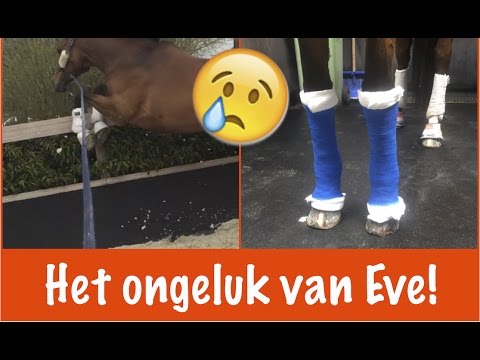 Het ongeluk van Eve | PaardenpraatTV