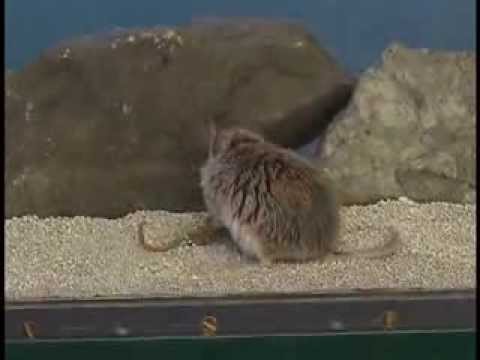 Voltage-Gated Sodium Channel in Grasshopper Mice Defends Against Bark Scorpion Toxin