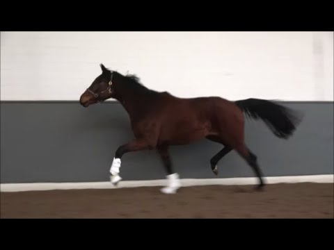 *2020 Stute von Vivino - Florencio I (Edoste-Stamm)