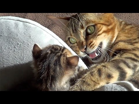 Mother Cat Burst of joy Because of Her Kittens - YouTube