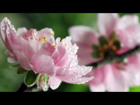 Chuyện đóa quỳnh hương Sheet - Thái Hòa