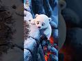 Brave Penguin Rescues Young Bear From A Volcano