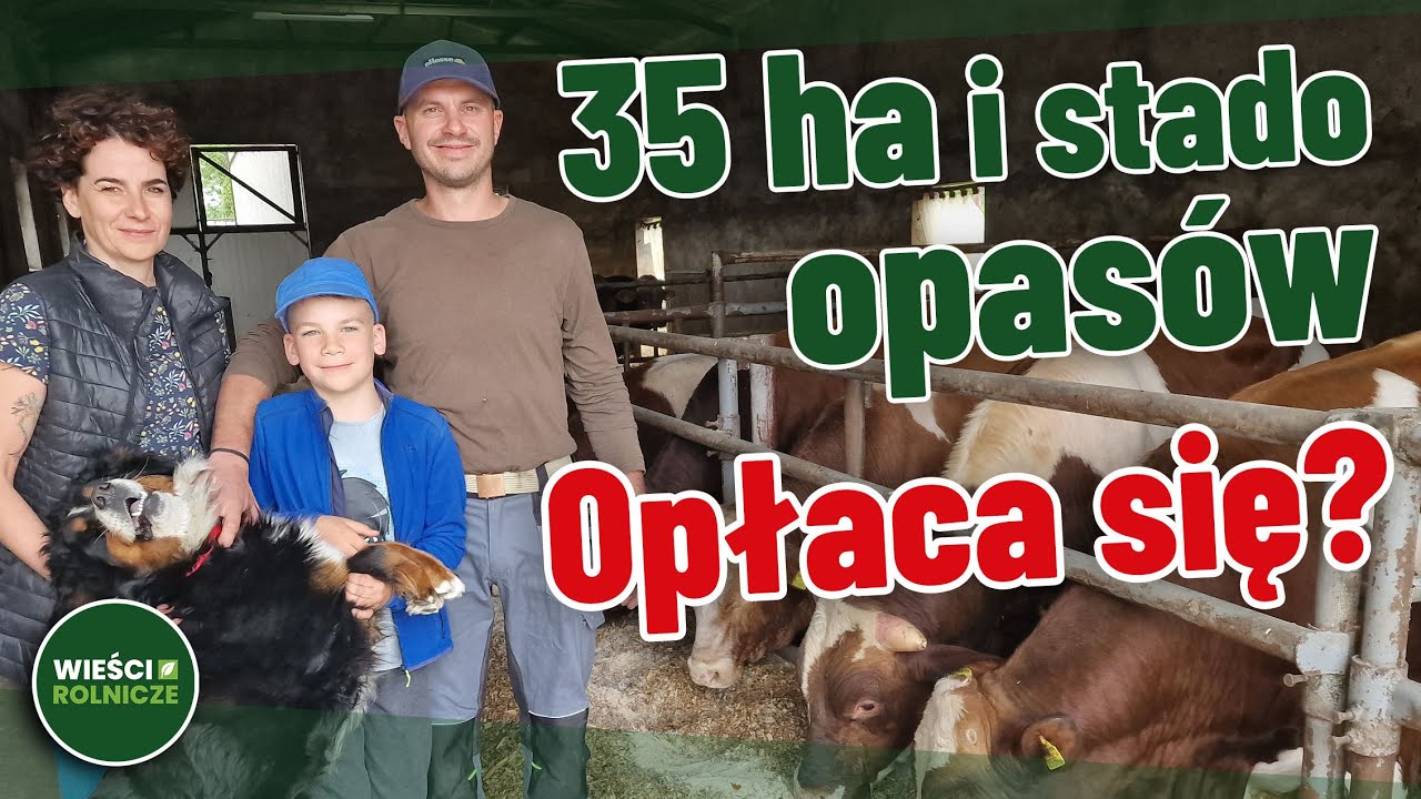Rolnik stracił 90% plonu. Dobrze, że jest bydło i zysk z rekordowych cen opasów