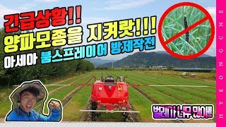 긴급상황 양파 모종을 지켜랏!! 벌레 뷔페 아세아 붐스프레이어 살충제 방제