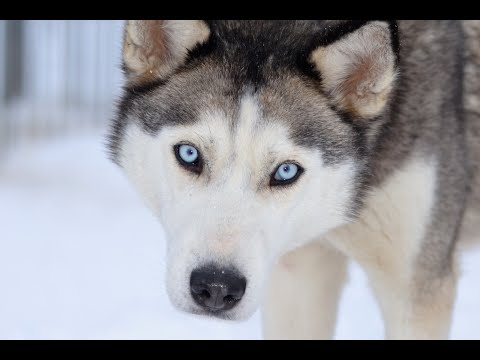 Huskies frei Haus: Teil 20 Kinga - die sture Blumenpflückerin