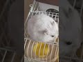 I M Not Fat Cutehamster Hamster Hamstershorts Shorts Funnypets Hamsters Pets