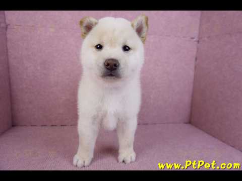 11/19白色柴犬公幼犬(高雄鳳山)