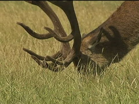 Irate man chases Fenton the dog in Richmond Park