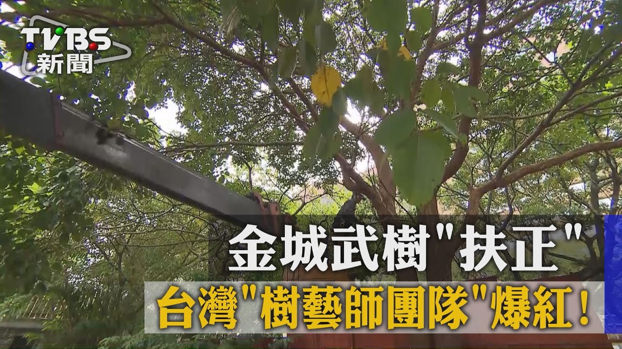 年營收破億「樹藝師」團隊　關鍵「尊重樹」！