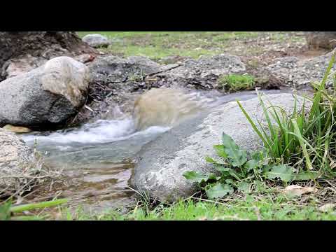 30 minutes of Relaxing River Sounds - Peaceful Forest River