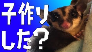うちのモモンガが子作りしたかもしれない