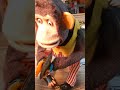 Vintage Bandai Clapping Cymbals Circus Monkey Rising Phoenix Antiques