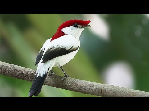 AMEAÇADO DE EXTINÇÃO. SOLDADINHO DO ARARIPE GANHA FORÇA
