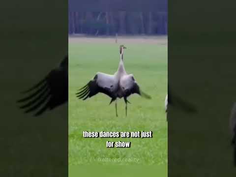 Graceful Giants - The Secret Life of Cranes in 60 Seconds