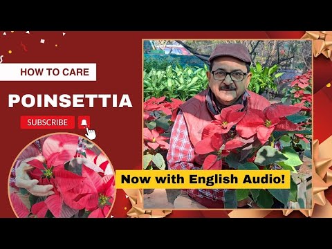 How to Care For Poinsettias I Poinsettia Care Guide I Now Available in English #poinsettia