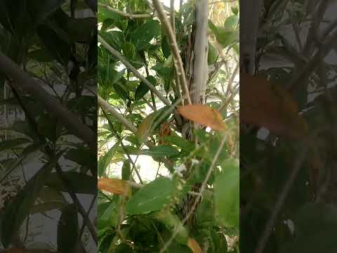 , title : 'Florida fiddlewood🌱Plant🌼. #trending #shorts #short #youtubeshorts #new #satisfying #garden #viral'