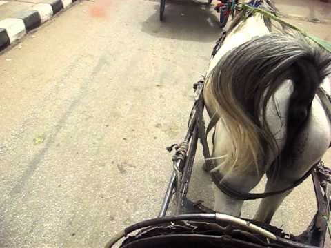 Kutschfahrt durch Edfu (Ägypten) Pferd scheißt beim laufen