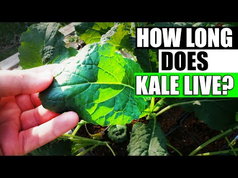 Why Raised Garden Beds Are Better