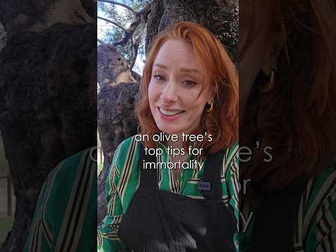 an olive tree's top tips for immortality