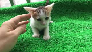 [認養/高雄]白底斑點母幼貓-已送養