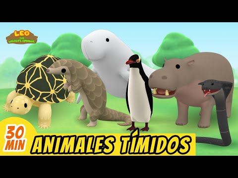 Animales Tímidos Episodio Compilación (Español) - Leo, El Explorador | Animación - Familia - Niños