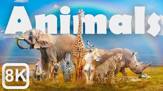 Stunning Animals in 8K video Ultra HD : Epic Wildlife Footage