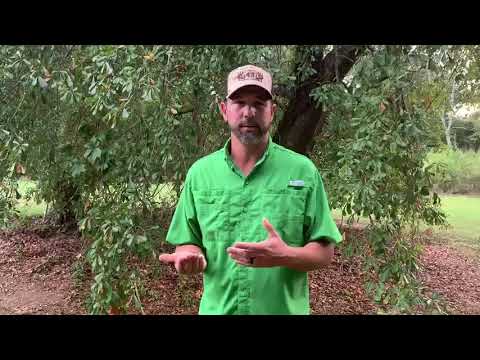 Food Plot Tips - Seed Size & Plant Depth