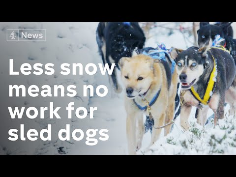 Lack of snow forces closure of Cairngorms sled-dog centre