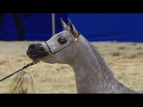 76 D AJAYEB Dubai 2018