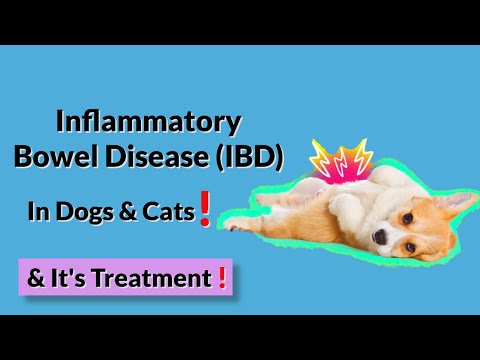 How Do I Know if My Pet Has Inflammatory Bowel Disease (IBD)?