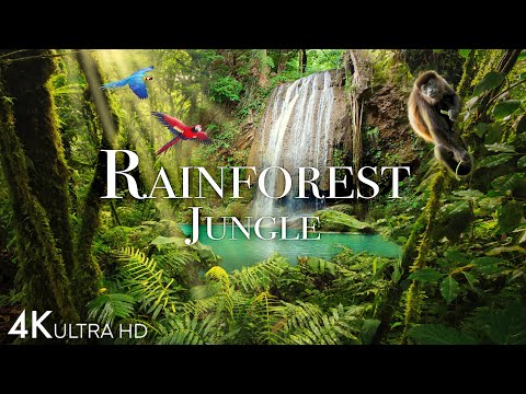 The World s Amazing Tropical Rainforest