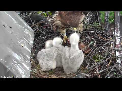 Three Chicks Line Up For Breakfast On Cornell Hawks Cam – May 14 , 2019