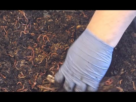 Check food levels indoors & out in worm bags & bins - vermicomposting