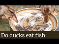 Do Ducks Eat Fish Do Ducks Eat Fish In Ponds Do Ducks Eat Fish Eggs