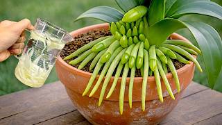 Only 1 Apple Is Many Orchid Branches Will Miracle Grow On The Same Twig