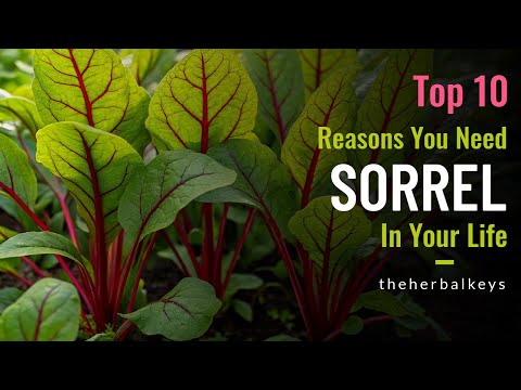 Beyond Spinach: 10 Reasons Sorrel Is The Best Herb You'll Ever Grow