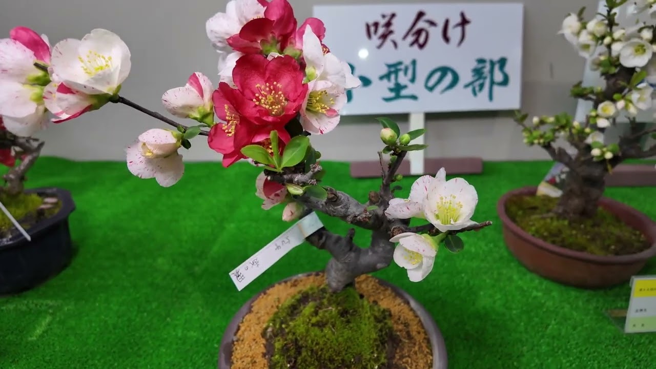 第49回日本ボケ展　(2026.02.27)