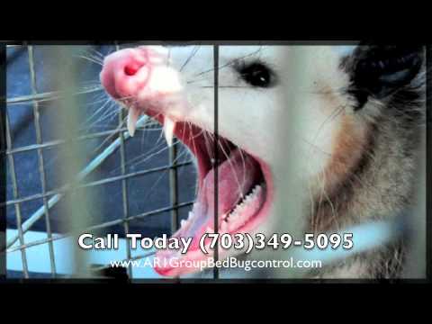 AR1 Group Pest Control