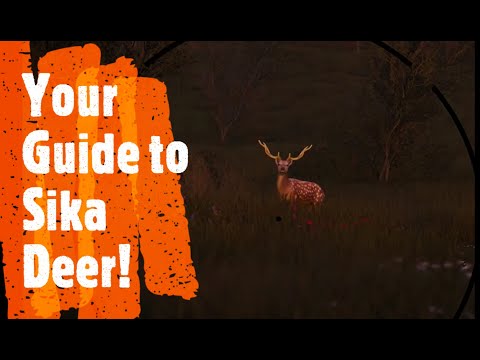 Your Guide to Sika Deer! (INFINITE CREDITS) Quick and Simple Hunting Info - Hunting Simulator 2