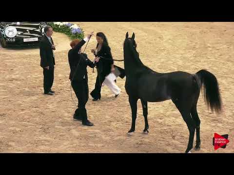 N.72 H GEYSER - SEWC 2018 - Junior Colts (Class 4B)