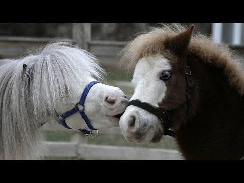 Video Thumbnail: Quelle der Freude: Therapie mit Miniaturpferden in Athen