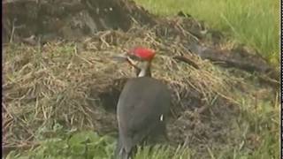 preview picture of video 'Washington, WV Pileated Woodpecker'