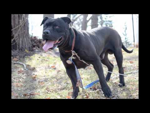 Hooch, an adopted Cane Corso & American Staffordshire Terrier Mix in Minneapolis, MN_image-1