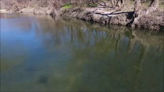 Chasing Carp at the creek with the Phantom 4 Drone in HD