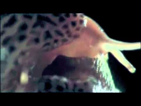 Salt On A Slug - The Growlers