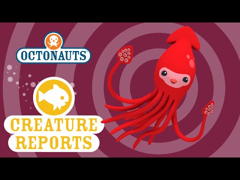 Octonauts: Creature Report - Giant Squid