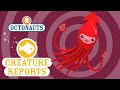 Octonauts Creature Report Giant Squid